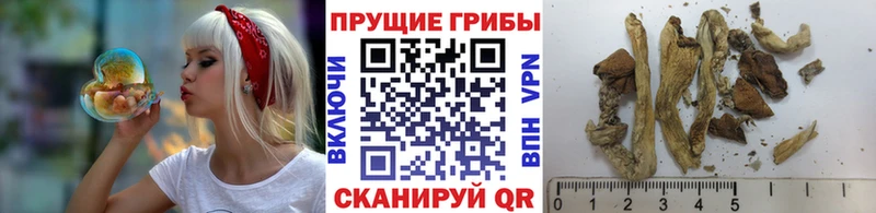 Псилоцибиновые грибы GOLDEN TEACHER  продажа наркотиков  Надым 